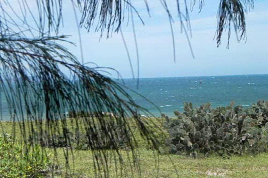 Thảo nguy&ecirc;n H&ograve;n Rơm vẫn c&ograve;n n&eacute;t hoang sơ, mộc mạc, phủ bởi nhiều c&acirc;y xương rồng