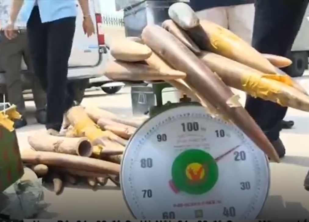 Hà Nội: Liên tiếp phát hiện, xử lý các vụ buôn lậu vàng, ngà voi, pháo nổ và thuốc lá nhập lậu