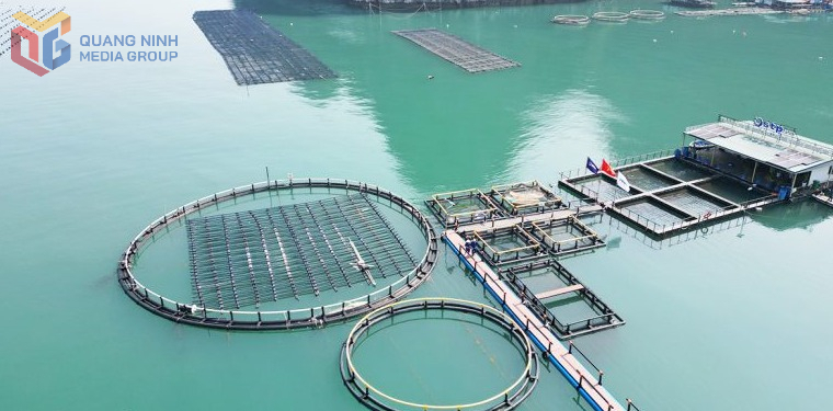 Quảng Ninh: Xây dựng các cụm công nghiệp nuôi biển