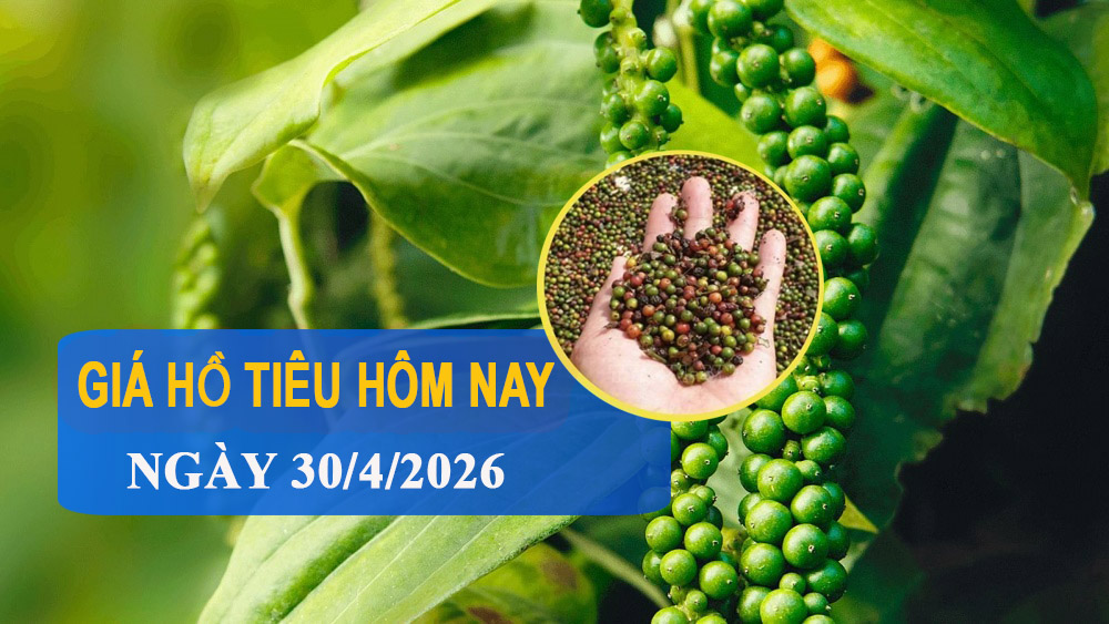 Giá tiêu hôm nay 30/4: Trong nước đi ngang, thế giới bật tăng  