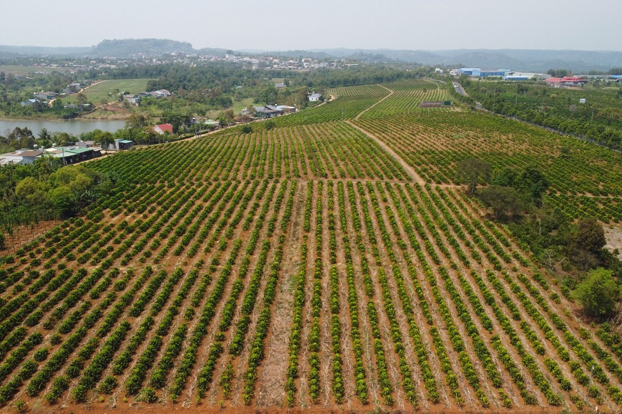Lâm Đồng có quỹ đất rộng và màu mỡ, phù hợp với phát triển nhiều loại cây công nghiệp