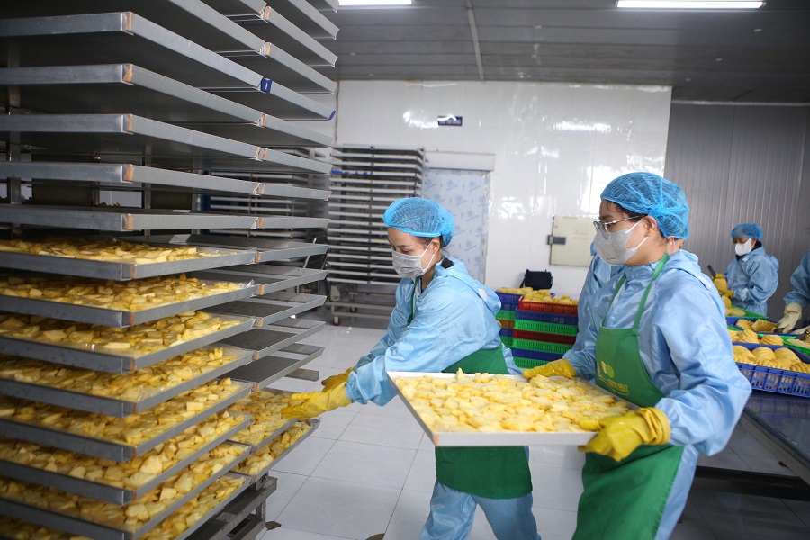 C&ocirc;ng nh&acirc;n l&agrave;m việc trong xưởng chế biến n&ocirc;ng sản được trang bị đầy đủ bảo hộ lao động