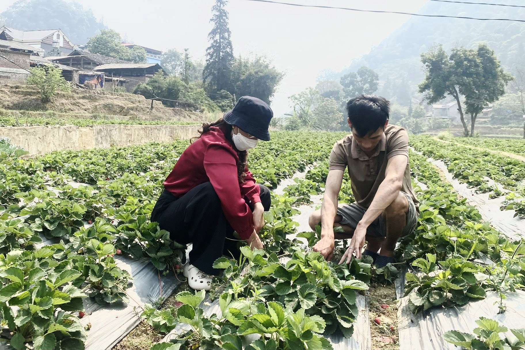 Sản xuất n&ocirc;ng nghiệp được triển khai đ&uacute;ng khung thời vụ