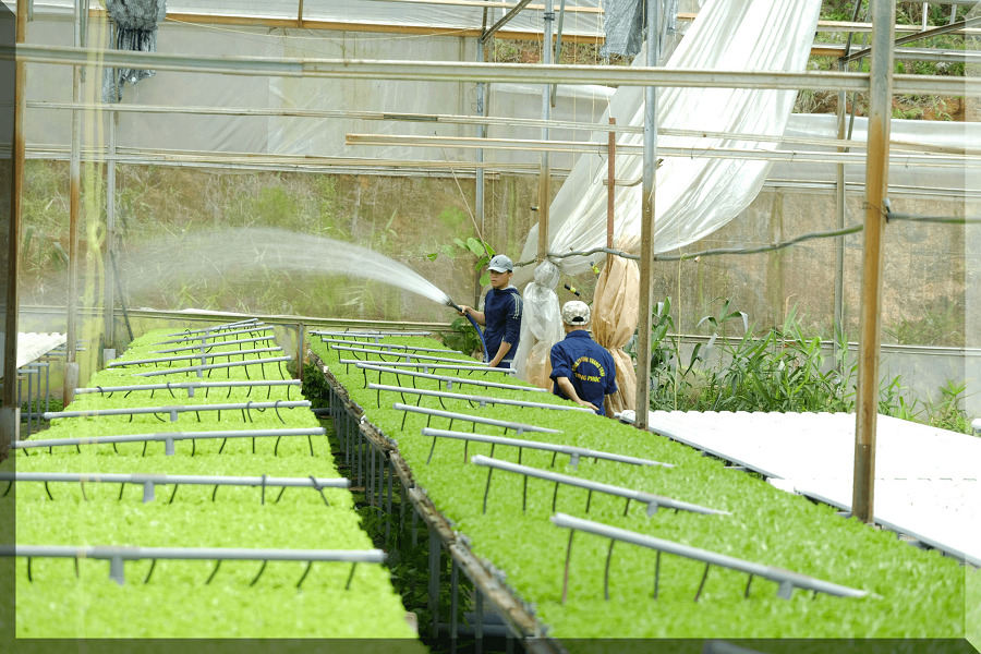 Đến nay, to&agrave;n tỉnh L&acirc;m Đồng c&oacute; 107.456 ha sản xuất theo hướng c&ocirc;ng nghệ cao