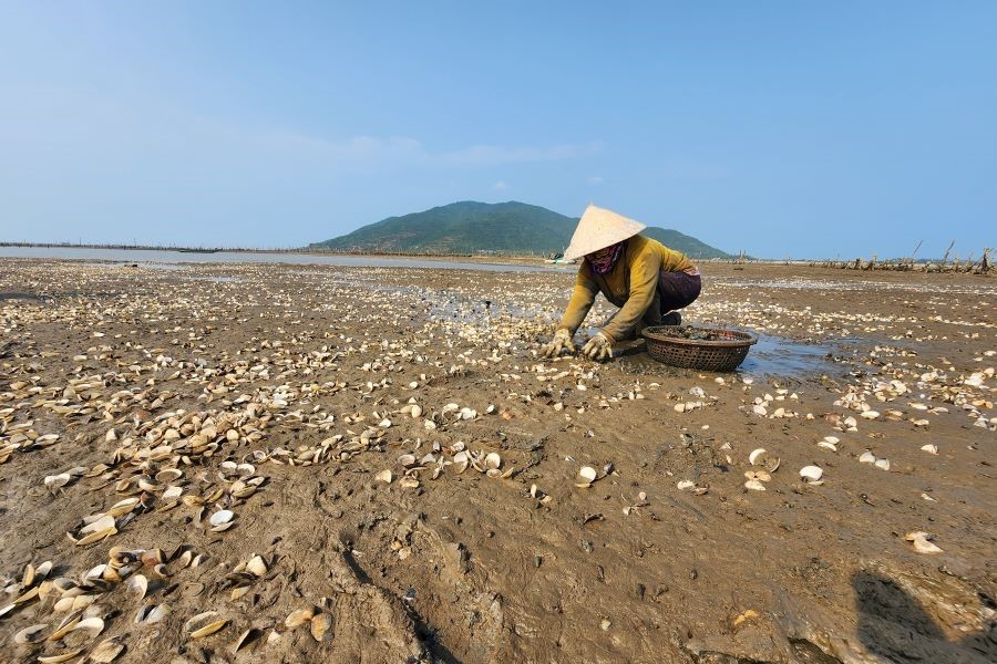 Người d&acirc;n thu gom, xử l&yacute; x&aacute;c ngao