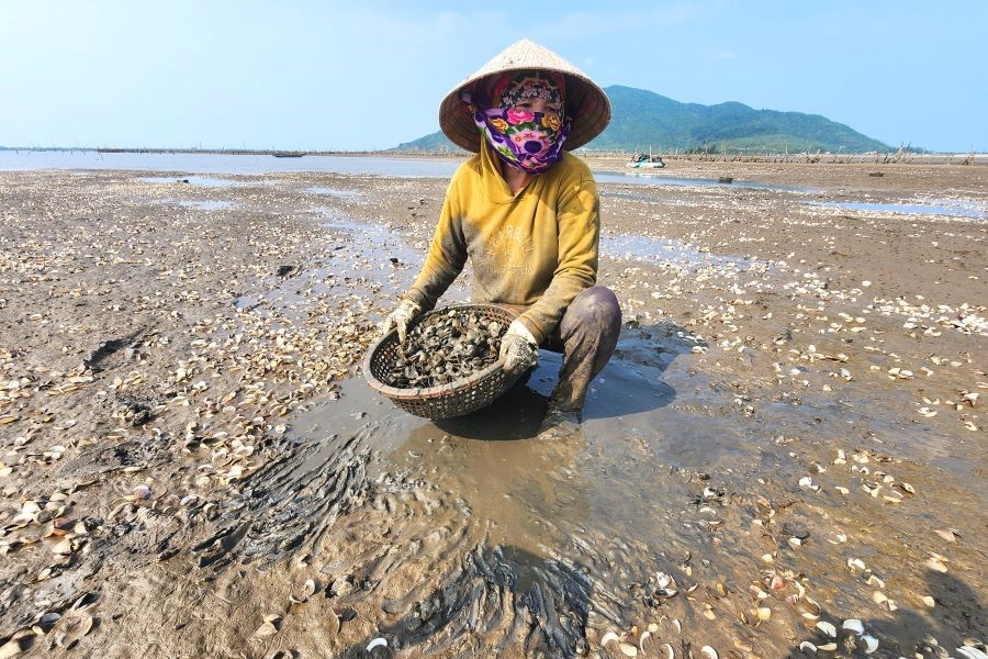 Nguyên nhân ngao nuôi chết hàng loạt ở Hà Tĩnh