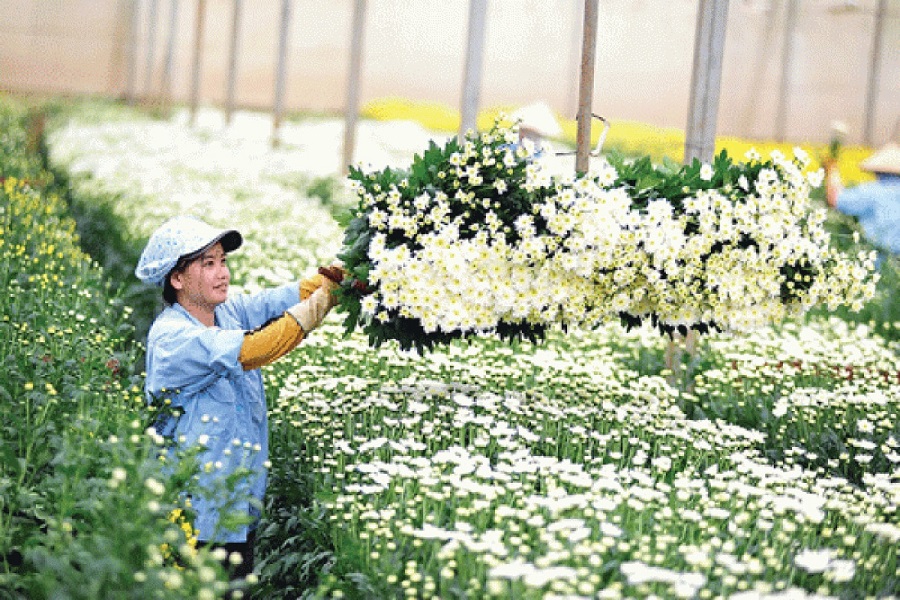 Sản xuất n&ocirc;ng nghiệp c&ocirc;ng nghệ cao ở Đ&agrave; Lạt
