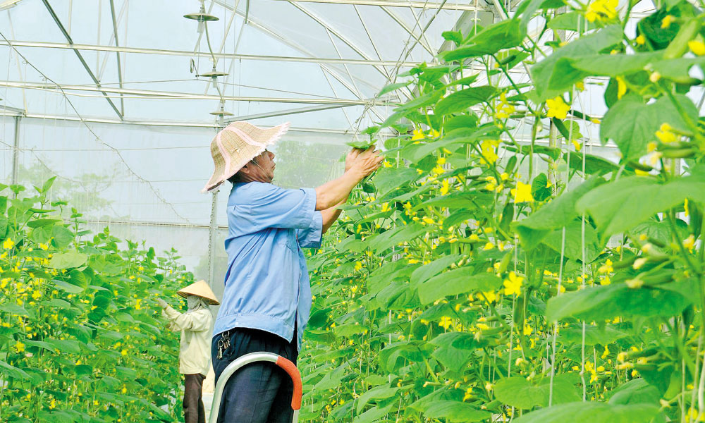 Bắc Ninh: Ứng dụng khoa học, công nghệ cao để phát triển nông nghiệp xanh