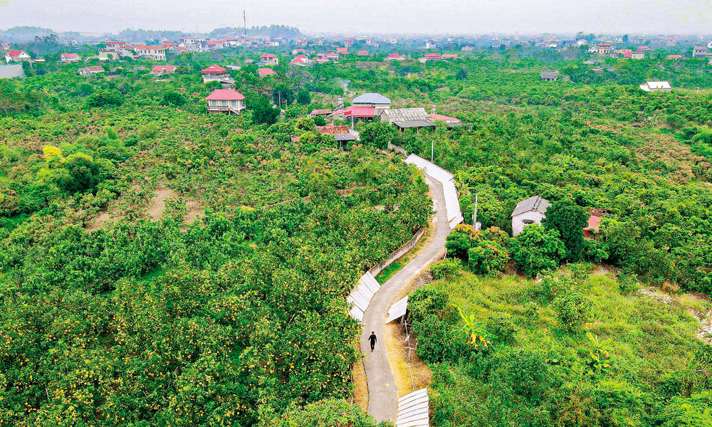 Vườn cam, bưởi ở phường Chũ.