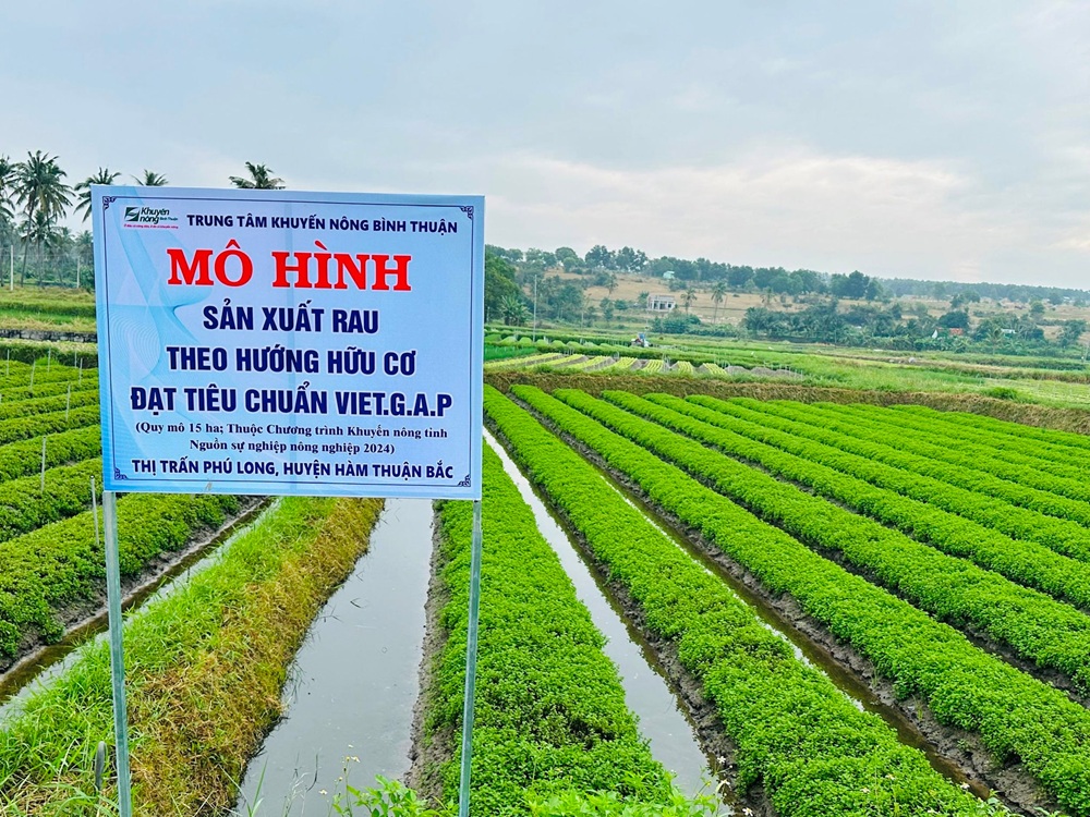 Nhân rộng mô hình chuỗi giá trị cây trồng an toàn, nâng cao thu nhập cho nông dân