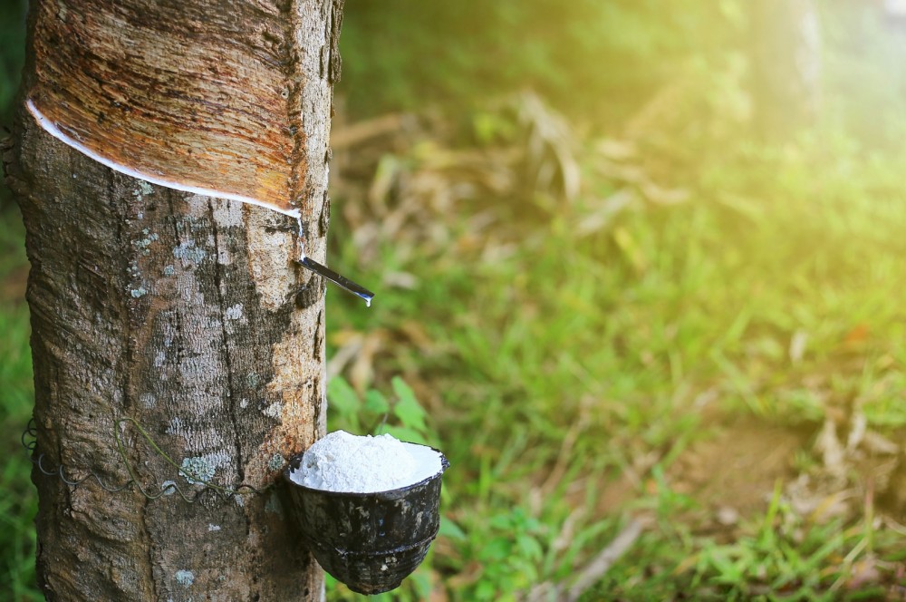 Giá cao su hôm nay 3/5: Kết thúc tuần giao dịch với đà tăng chiếm ưu thế
