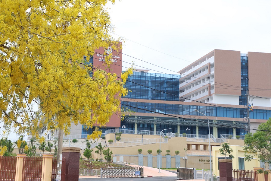Hoa Osaka nhuộm vàng phố thị Tây Lâm Đồng