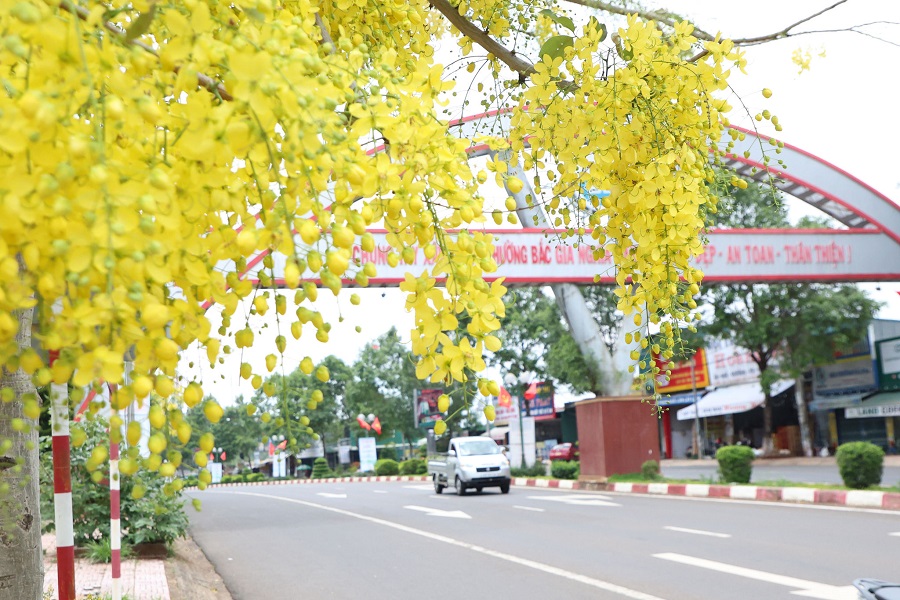 Khu vực Gia Nghĩa từ l&acirc;u đ&atilde; được gọi bằng c&aacute;i t&ecirc;n &ldquo;Phố thị hoa v&agrave;ng&rdquo; nhờ những m&ugrave;a hoa nối tiếp nhau nở quanh năm