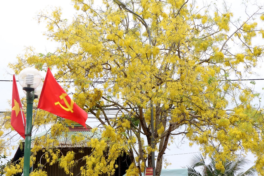 M&agrave;u v&agrave;ng của hoa osaka c&agrave;ng rực rỡ trong &aacute;nh nắng đặc trưng của T&acirc;y Nguy&ecirc;n
