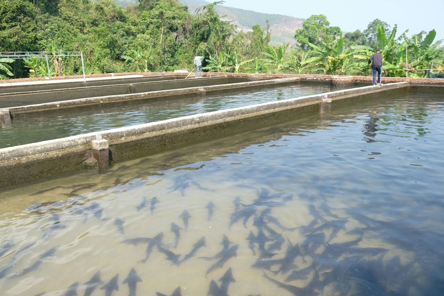 M&ocirc; h&igrave;nh nu&ocirc;i c&aacute; tầm cao cấp theo quy m&ocirc; trang trại đem lại hiệu quả kinh tế cao cho người d&acirc;n x&atilde; Đam R&ocirc;ng 4