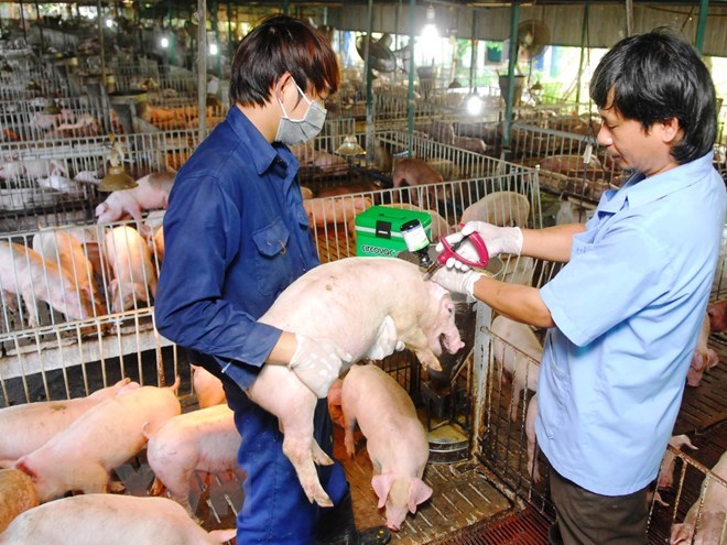 Phê duyệt Kế hoạch quốc gia phòng, chống dịch bệnh nguy hiểm trên vật nuôi giai đoạn 2026–2030