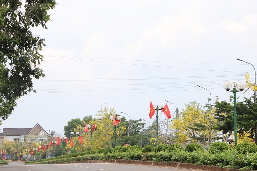 Tại khu vực Gia Nghĩa, c&acirc;y osaka v&agrave;ng được trồng c&aacute;ch đ&acirc;y 7 - 8 năm. C&acirc;y n&agrave;y được trồng dọc những tuyến đường trung t&acirc;m, hoa vi&ecirc;n...