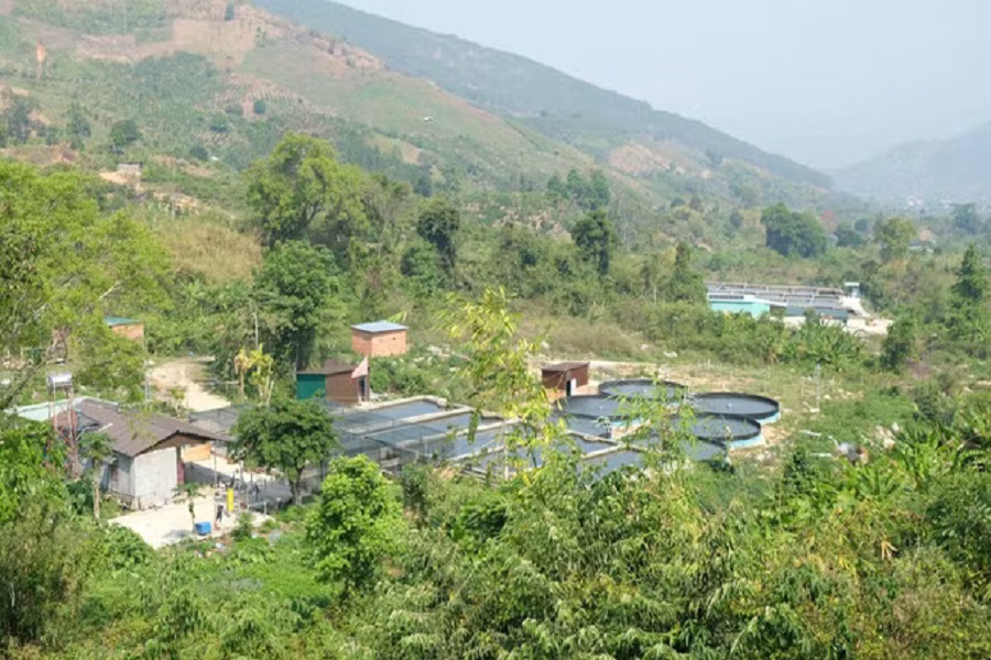 Từ v&agrave;i hộ nu&ocirc;i ban đầu, h&agrave;ng chục trang trại c&aacute; tầm đ&atilde; h&igrave;nh th&agrave;nh tại c&aacute;c v&ugrave;ng suối nước tự chảy tr&ecirc;n địa b&agrave;n x&atilde; Đam R&ocirc;ng 4.
