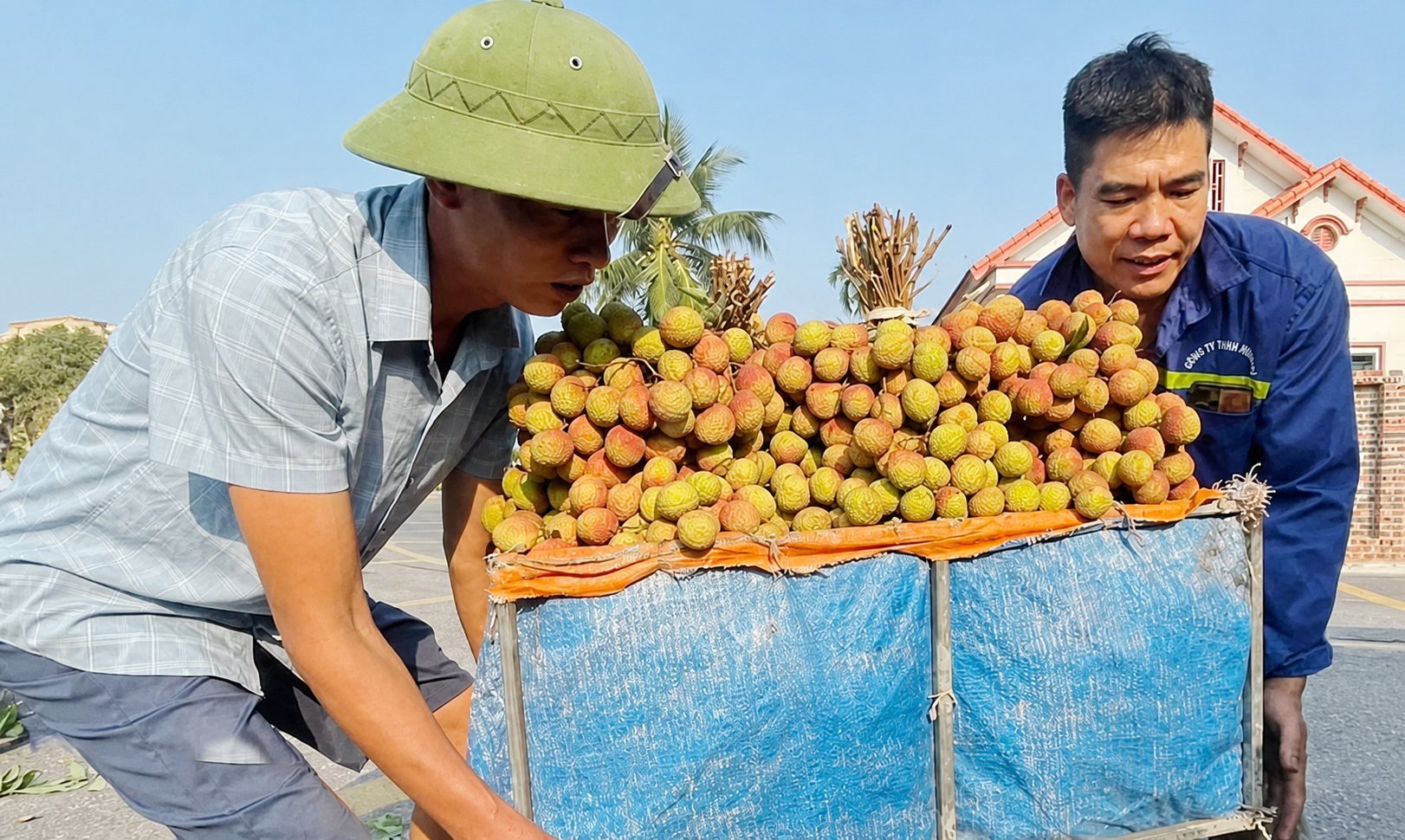 Bắc Ninh: Vải thiều chín sớm, giá cao vẫn hút khách