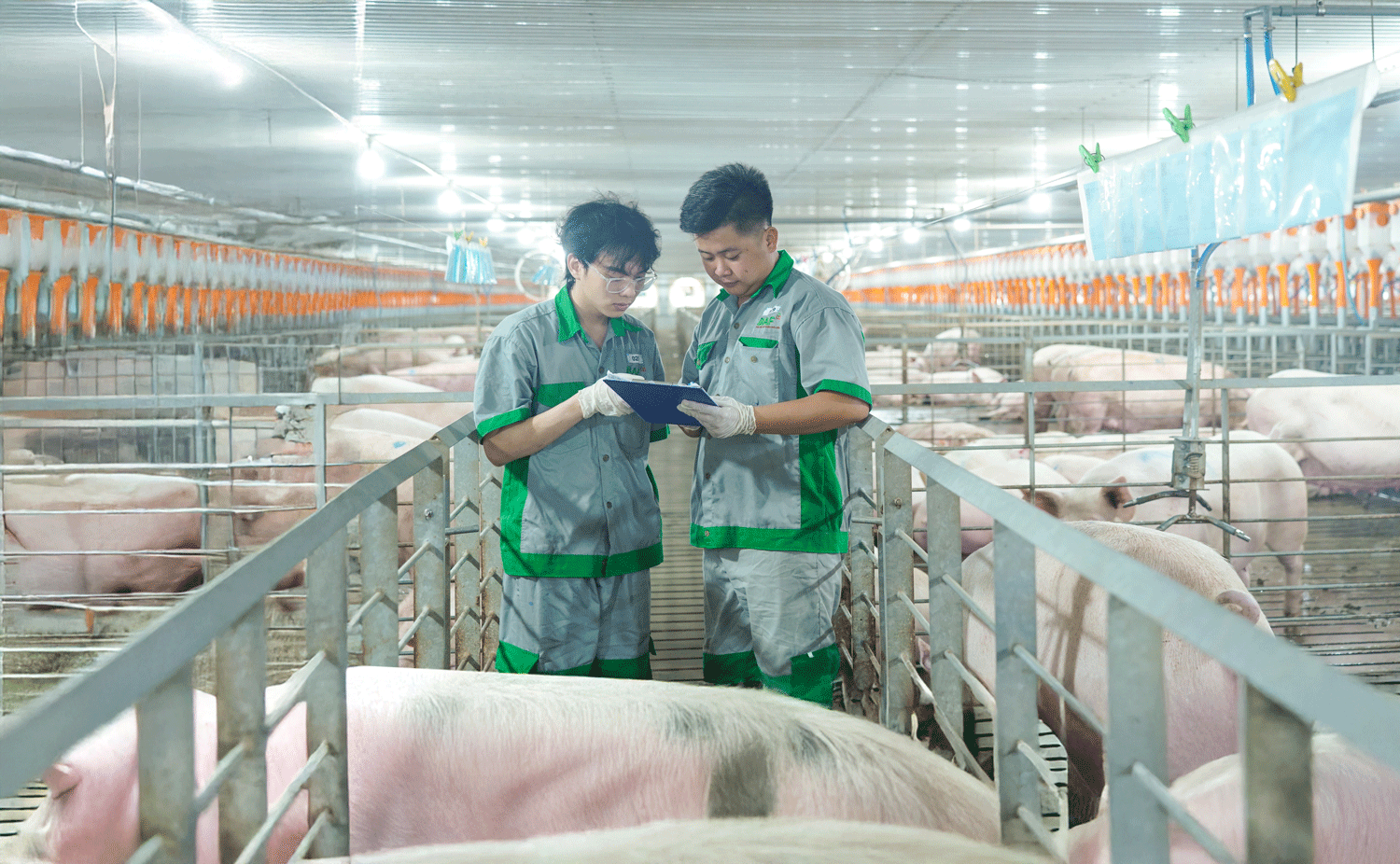 Lãi kỷ lục 206 tỷ, BAF tăng tốc nhờ giá heo “bật mạnh” nhưng áp lực nợ vay phình to