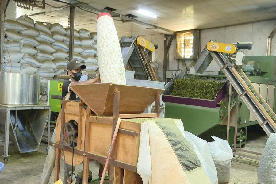 Chế biến tr&agrave; xuất khẩu