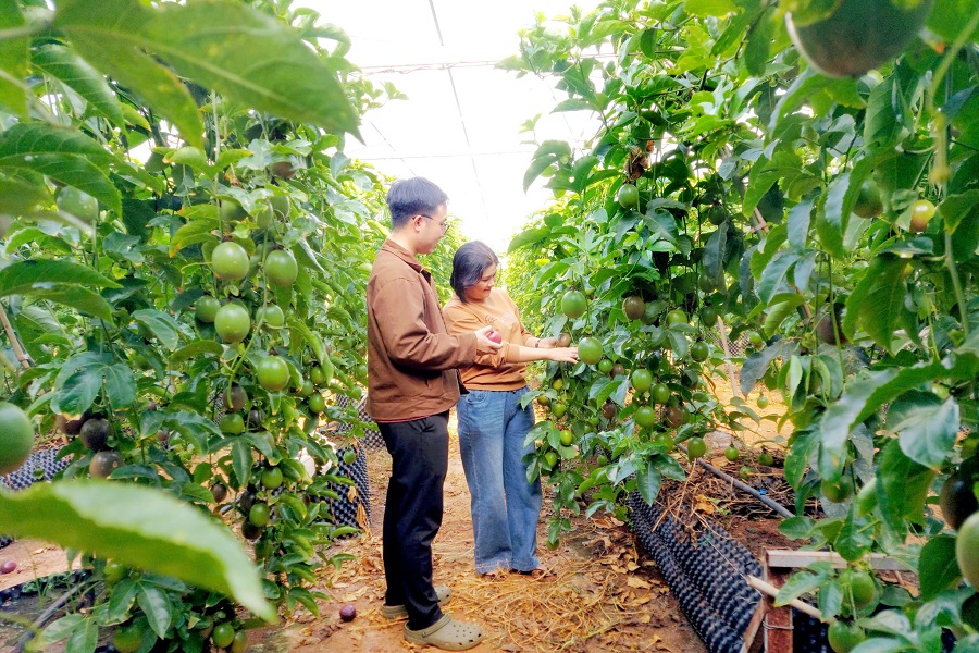 Gia đ&igrave;nh chị Nguyễn Thanh Tr&uacute;c, th&ocirc;n 1, x&atilde; Trường Xu&acirc;n th&agrave;nh c&ocirc;ng với trồng chanh d&acirc;y c&ocirc;ng nghệ cao trong nh&agrave; lưới