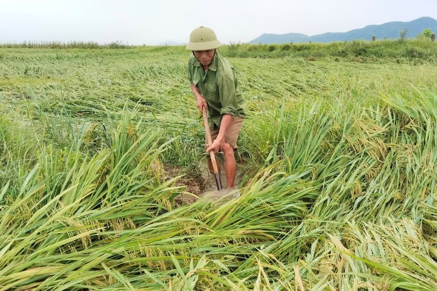 Hà Tĩnh: Mưa đá, dông lốc khiến 48 nhà tốc mái, gần 5.900 ha lúa bị đổ