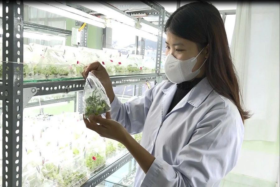 Nu&ocirc;i cấy m&ocirc; tạo ra giống atiso sạch bệnh, đồng đều. Ảnh: P.L.V.