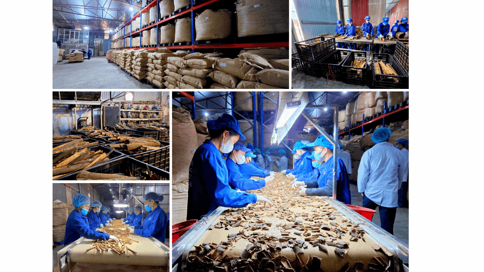 Hoạt động sản xuất kinh doanh tại C&ocirc;ng ty Cổ phần Sản xuất v&agrave; Xuất khẩu Quế Hồi Việt Nam