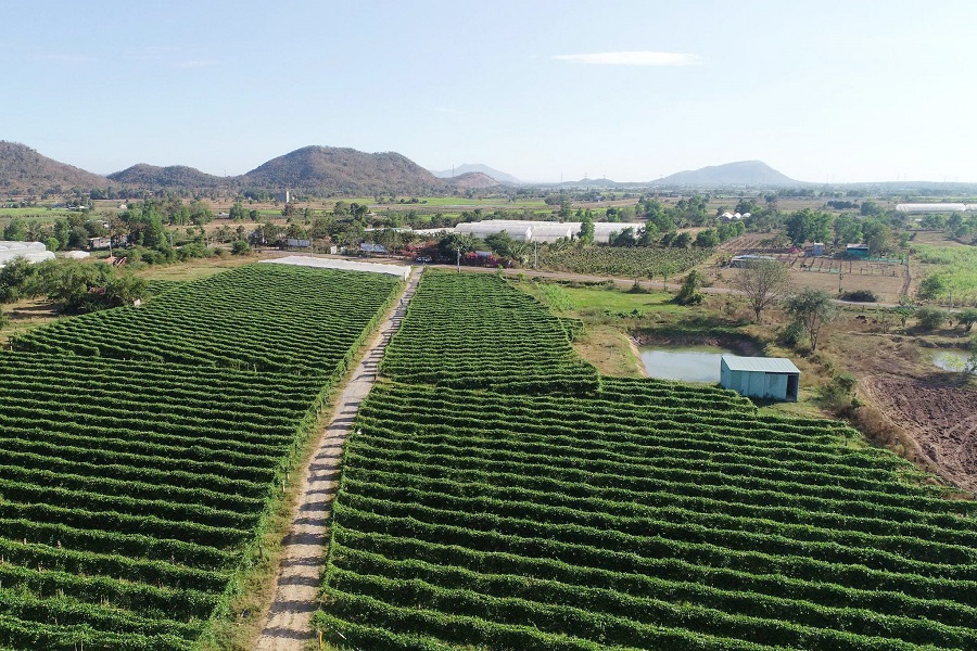 Trang trại chanh d&acirc;y v&agrave;ng tại x&atilde; H&agrave;m Thuận Bắc