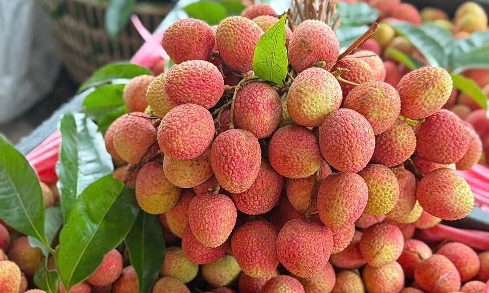 Vải thiều năm 2026 ghi nhận mức gi&aacute; cao kỷ lục do sản lượng sụt giảm.