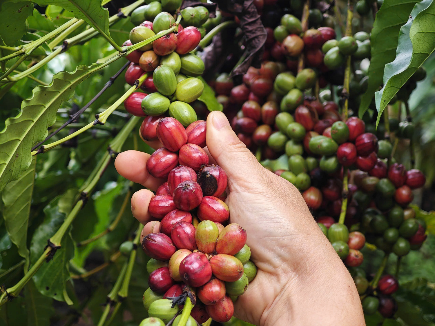 Trung Quốc tiếp tục l&agrave; điểm s&aacute;ng khi nhập khẩu tăng mạnh ở nhiều mặt h&agrave;ng như c&agrave; ph&ecirc;, gạo v&agrave; rau quả (Ảnh minh họa)