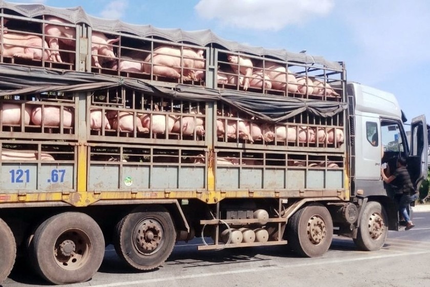 Siết chặt xử phạt hành vi vi phạm trong vận chuyển động vật và thực phẩm tươi sống