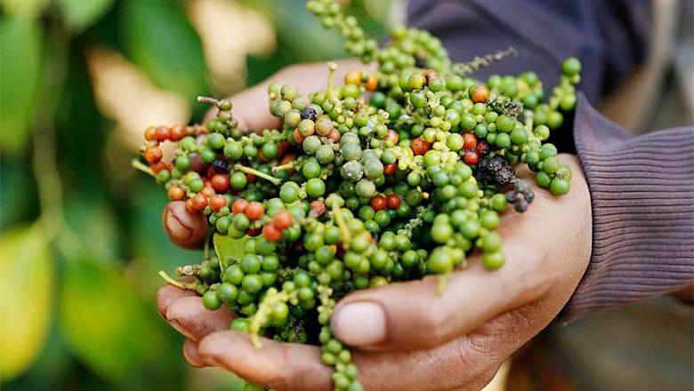 Giá tiêu hôm nay 5/5: Cao nhất 144.000 đồng/kg