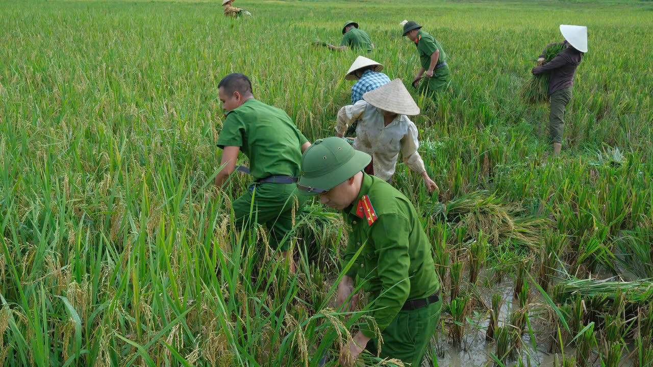 C&ocirc;ng an x&atilde; Luận Th&agrave;nh, tỉnh Thanh H&oacute;a đ&atilde; huy động c&aacute;n bộ, chiến sĩ v&agrave; lực lượng bảo vệ an ninh, trật tự ở cơ sở gi&uacute;p Nh&acirc;n d&acirc;n thu hoạch l&uacute;a ph&ograve;ng tr&aacute;nh thiệt hại do mưa b&atilde;o g&acirc;y ra.