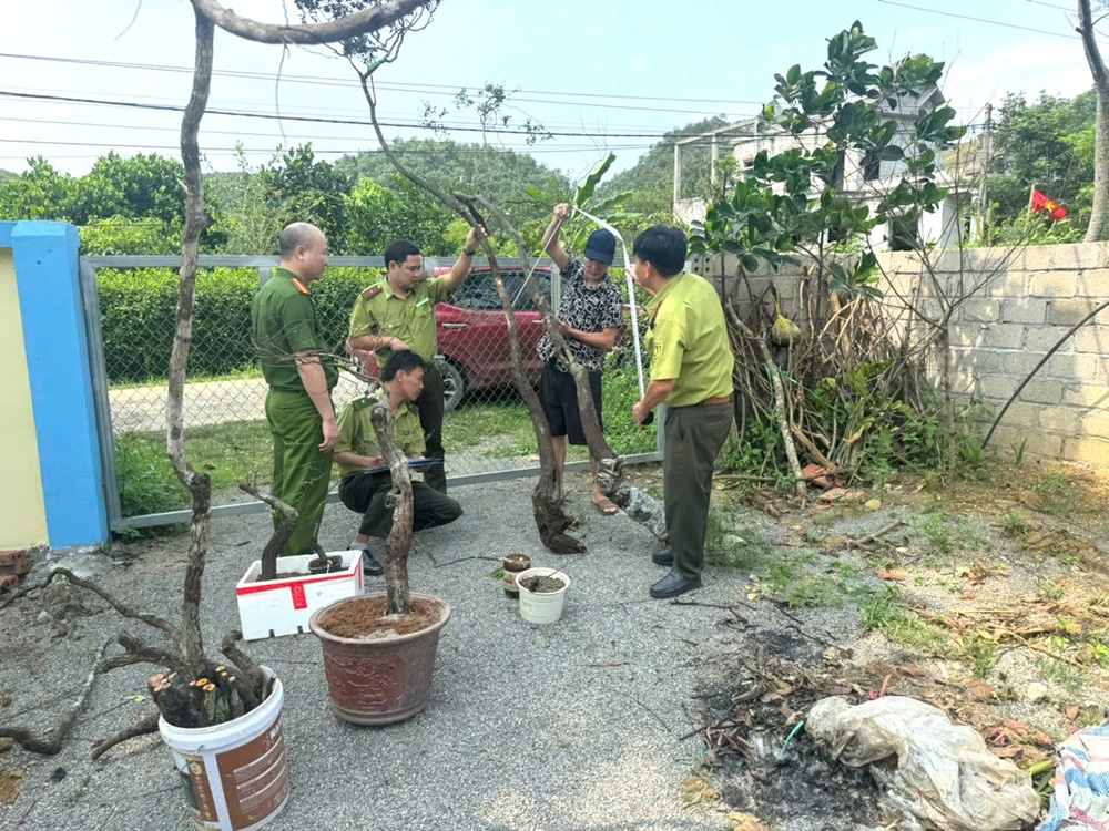 Ninh Bình: Cảnh báo hành vi khai thác, kinh doanh Cây “Muội hồng” trái phép