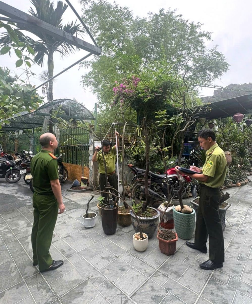 Kết quả bước đầu, lực lượng chức năng đ&atilde; kiểm tra, ph&aacute;t hiện v&agrave; xử l&yacute; 8 vụ, 08 đối tượng về h&agrave;nh vi khai th&aacute;c, t&agrave;ng trữ tr&aacute;i ph&eacute;p&nbsp;C&acirc;y &ldquo;Muội hồng&rdquo; từ rừng tự nhi&ecirc;n, phạt tiền 45 triệu đồng