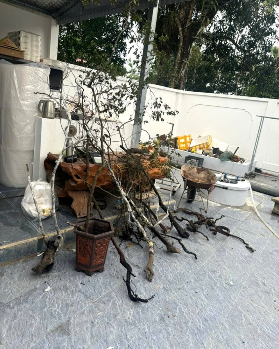 C&acirc;y &ldquo;Muội hồng&rdquo; (t&ecirc;n khoa học Syzygium myrtifolium, thuộc họ Sim)&nbsp;l&agrave; lo&agrave;i c&acirc;y tự nhi&ecirc;n, th&acirc;n gỗ, thường mọc ở c&aacute;c khu vực n&uacute;i đ&aacute; v&ocirc;i, b&aacute;m v&agrave;o c&aacute;c khe đ&aacute;, sườn n&uacute;i hoặc v&aacute;ch đ&aacute; cao