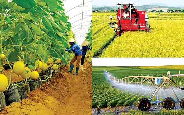 Đồng Tháp đặt mục tiêu hơn 1,42 triệu tấn lúa Hè Thu năm 2026