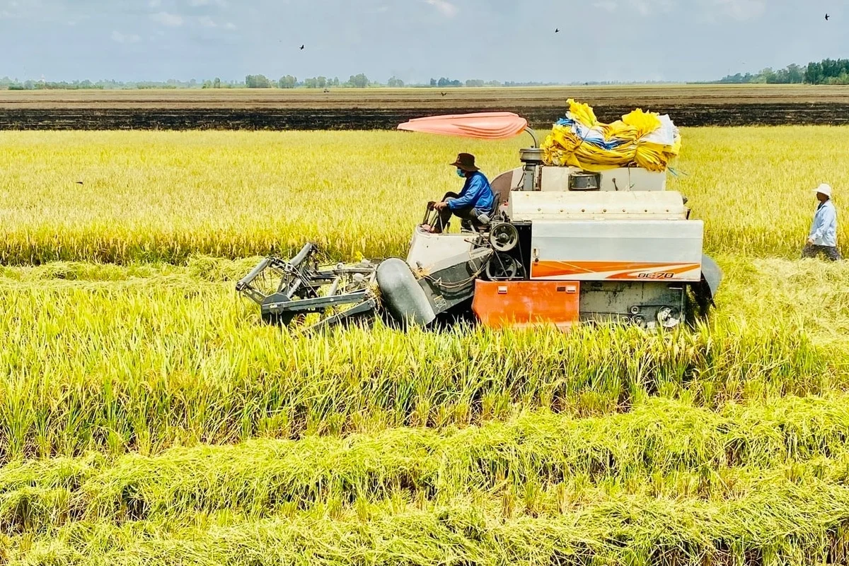 Sản xuất l&uacute;a tại Nam bộ đang chuyển hướng n&acirc;ng cao chất lượng, sử dụng giống tốt nhằm đ&aacute;p ứng y&ecirc;u cầu thị trường xuất khẩu (Ảnh: L&ecirc; Ho&agrave;ng Vũ)