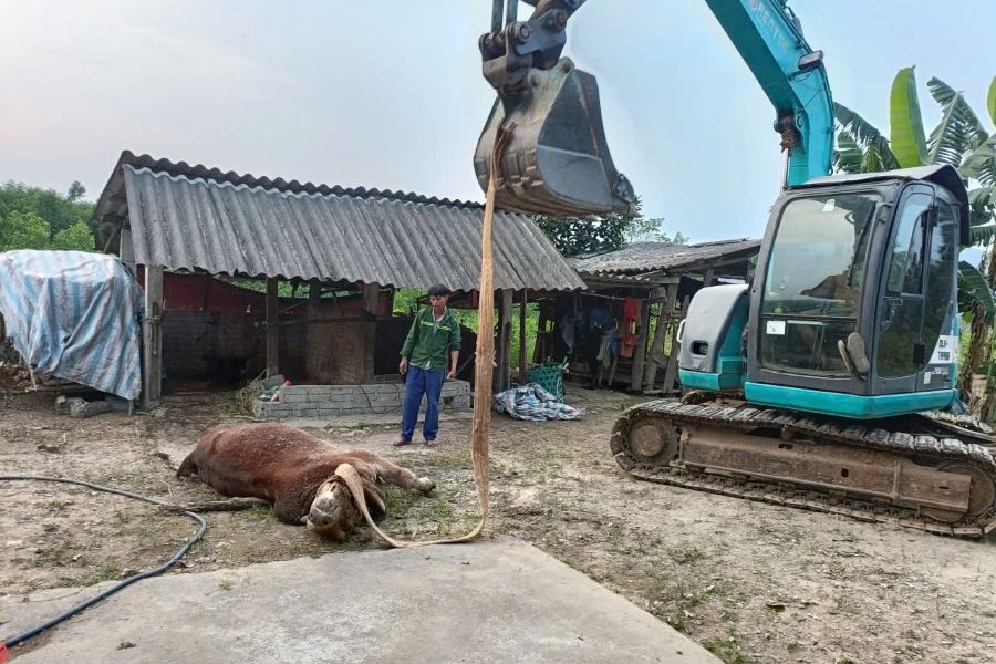 Tiến h&agrave;nh ti&ecirc;u hủy b&ograve; chết do mắc bệnh vi&ecirc;m da nổi cục tại th&ocirc;n Đức Ph&uacute; 2
