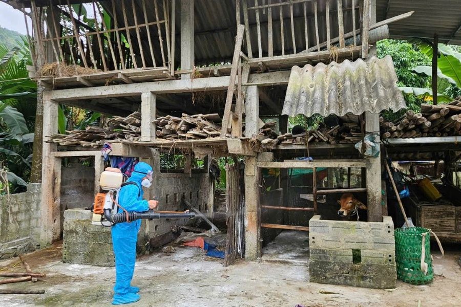 Quảng Trị: Xuất hiện ổ dịch viêm da nổi cục trên trâu, bò ở xã Tuyên Phú