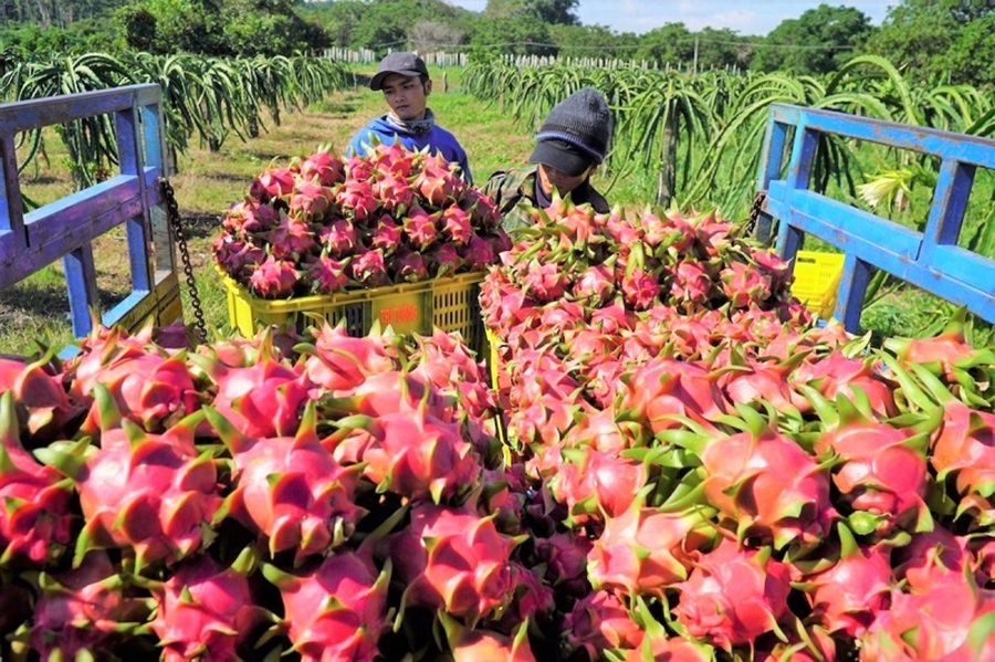 Kiểm định chất lượng nông sản xuất khẩu trước khi vào thị trường quốc tế Kiểm định chất lượng nông sản xuất khẩu trước khi vào thị trường quốc tế