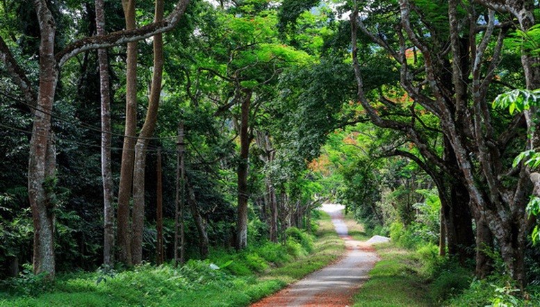 Từ 25/6, đầu tư du lịch sai quy định trong rừng đặc dụng có thể bị phạt tới 50 triệu đồng