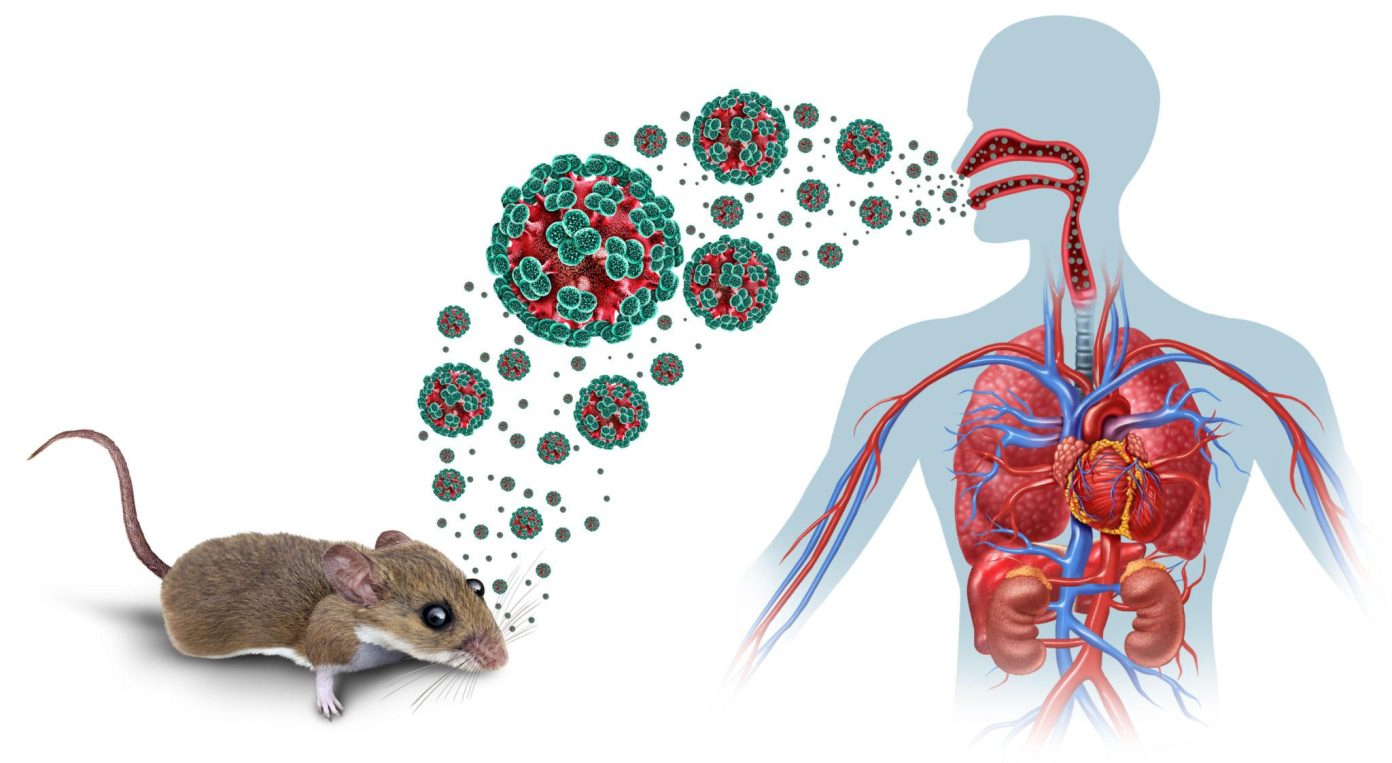 WHO phát cảnh báo virus Hanta: Lây từ chuột, có thể gây tử vong nhanh