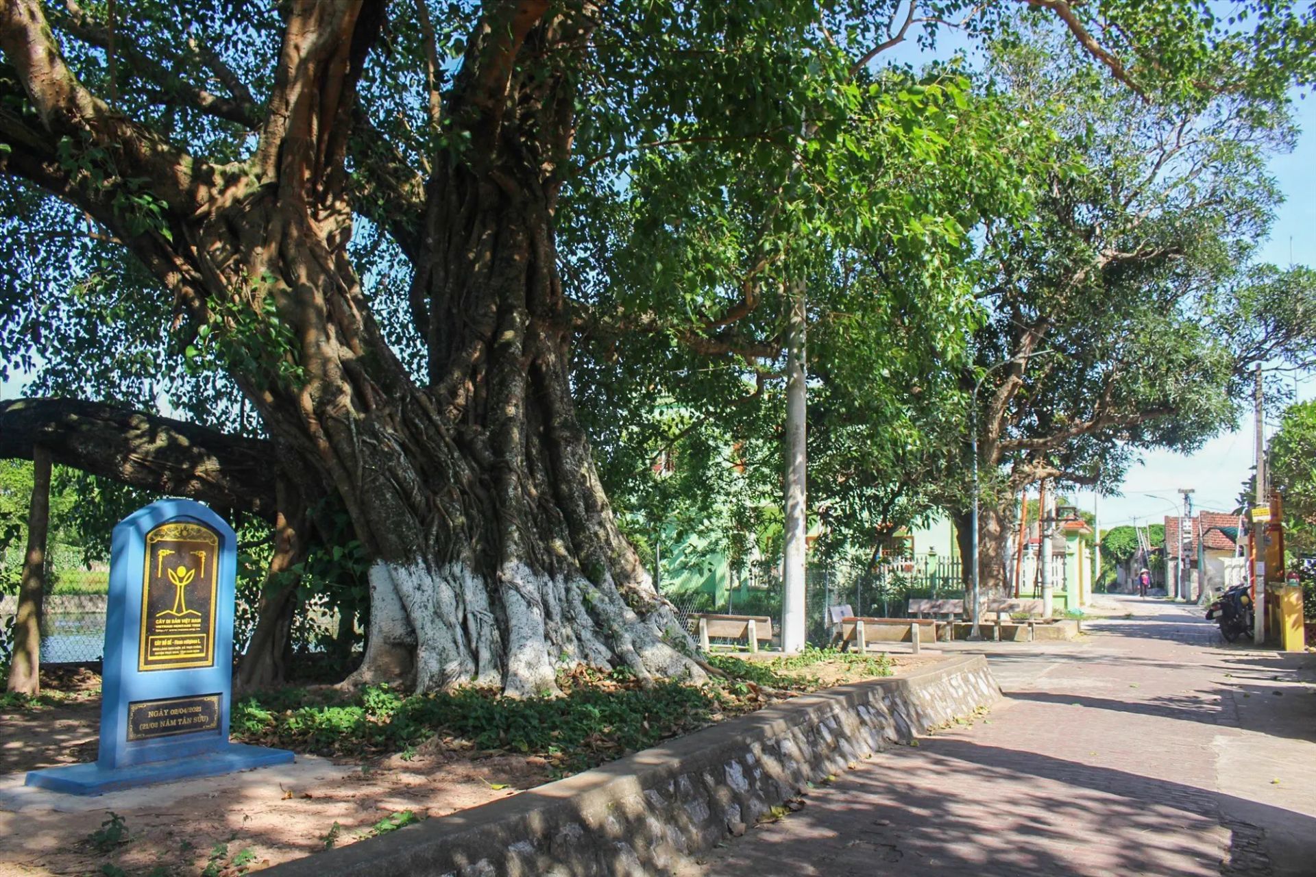 Cây bồ đề tại làng Dịch Diệp được công nhận là cây Di sản Việt Nam. Cây bồ đề tại làng Dịch Diệp được công nhận là cây Di sản Việt Nam.