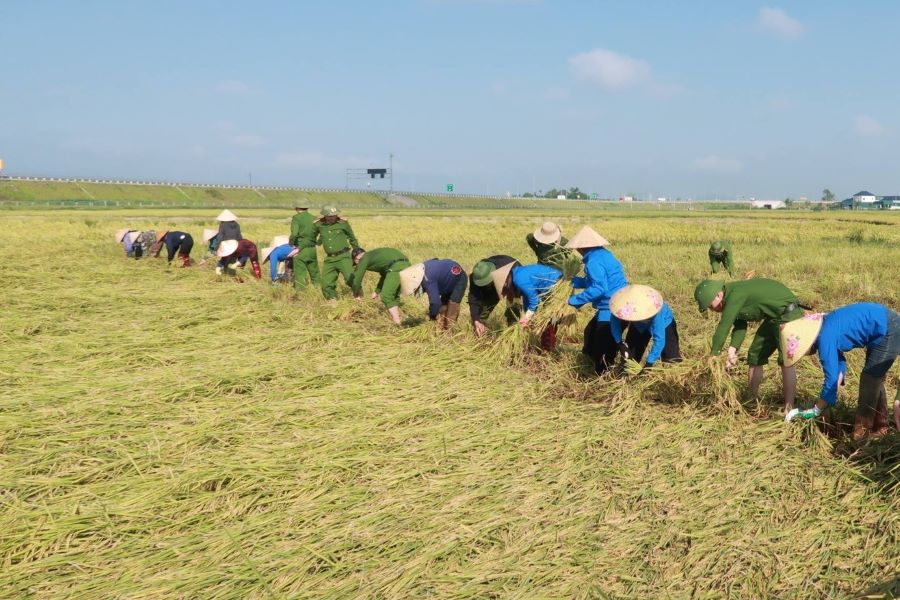 Các đoàn thể, chính quyền hỗ trợ người dân thu hoạch lúa xuân bị đổ ngã sau giông lốc tại xã Đồng Lộc Các đoàn thể, chính quyền hỗ trợ người dân thu hoạch lúa xuân bị đổ ngã sau giông lốc tại xã Đồng Lộc