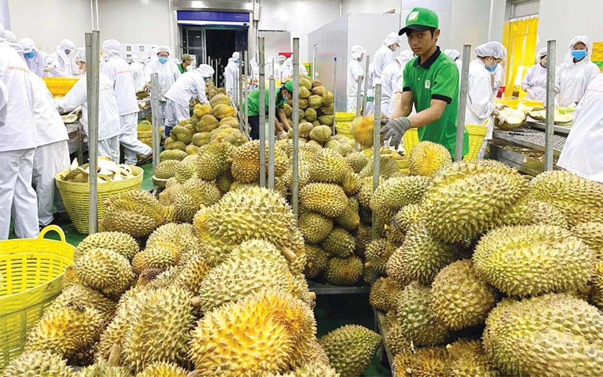Bộ Nông nghiệp và Môi trường yêu cầu xử nghiêm tình trạng né tránh kiểm nghiệm sầu riêng xuất khẩu