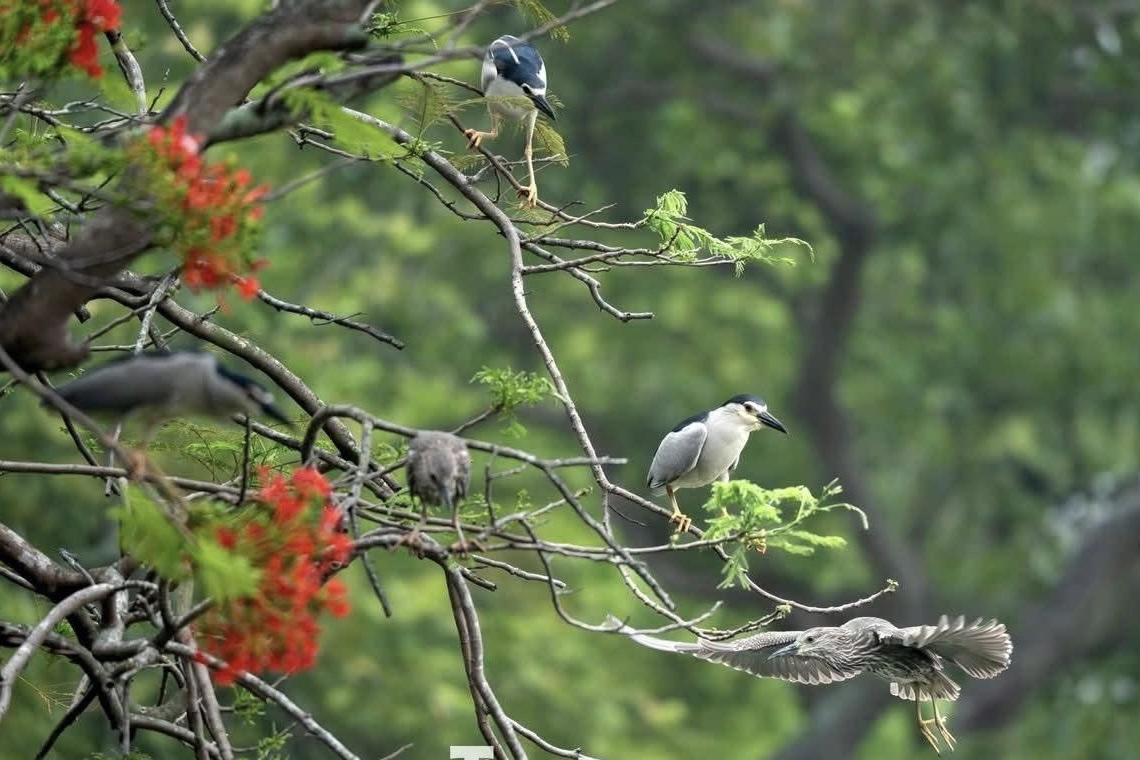 Nhiều lo&agrave;i chim t&igrave;m về l&agrave;m tổ tr&ecirc;n những t&aacute;n c&acirc;y cổ thụ quanh Hồ Gươm, g&oacute;p th&ecirc;m n&eacute;t xanh cho Thủ đ&ocirc; H&agrave; Nội.