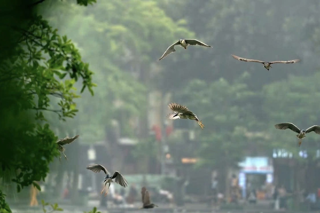 Chim trời bay lượn tr&ecirc;n mặt nước Hồ Gươm, mang đến vẻ đẹp thanh b&igrave;nh v&agrave; gần gũi với thi&ecirc;n nhi&ecirc;n giữa trung t&acirc;m H&agrave; Nội.